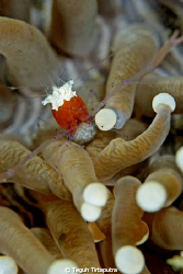 popcorn shrimp with egg...taken at Laha, Ambon, Indonesia... by Teguh Tirtaputra 